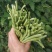 四季播种蔬菜种子特选901长豆角豇豆角爬藤豇豆种子抗病高