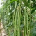 四季播种蔬菜种子特选901长豆角豇豆角爬藤豇豆种子抗病高