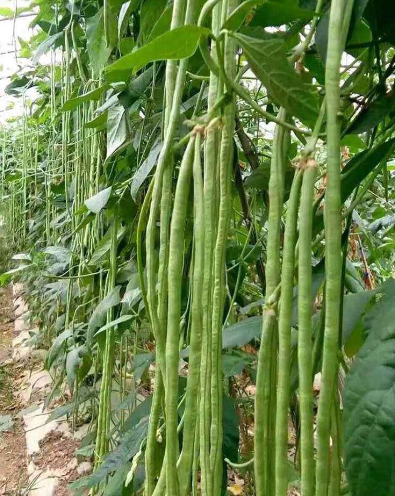 四季播种蔬菜种子特选901长豆角豇豆角爬藤豇豆种子抗病高