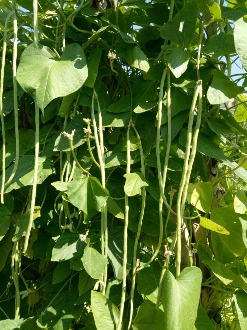 四季播种蔬菜种子特选901长豆角豇豆角爬藤豇豆种子抗病高