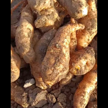 山西运城精品地黄需要的各老板连系，量大价优