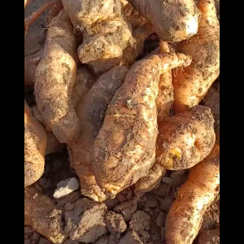 山西运城精品地黄需要的各老板连系，量大价优