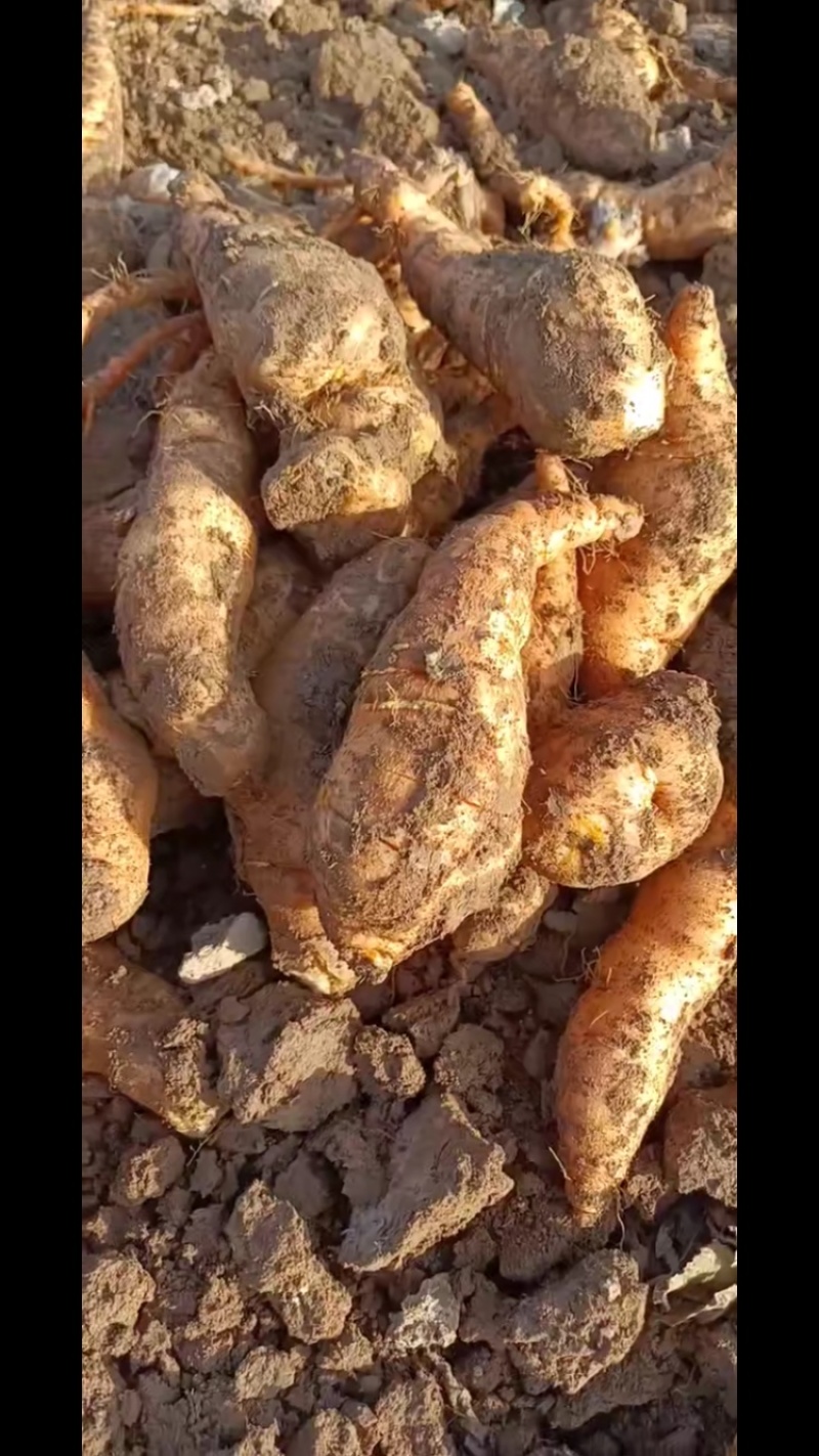 山西运城精品地黄需要的各老板连系，量大价优