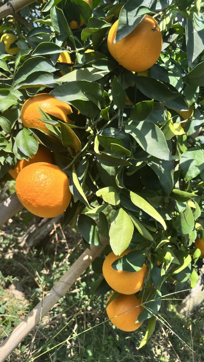 代发眉山爱媛38号果冻橙整箱包邮批发一件代发一件代发
