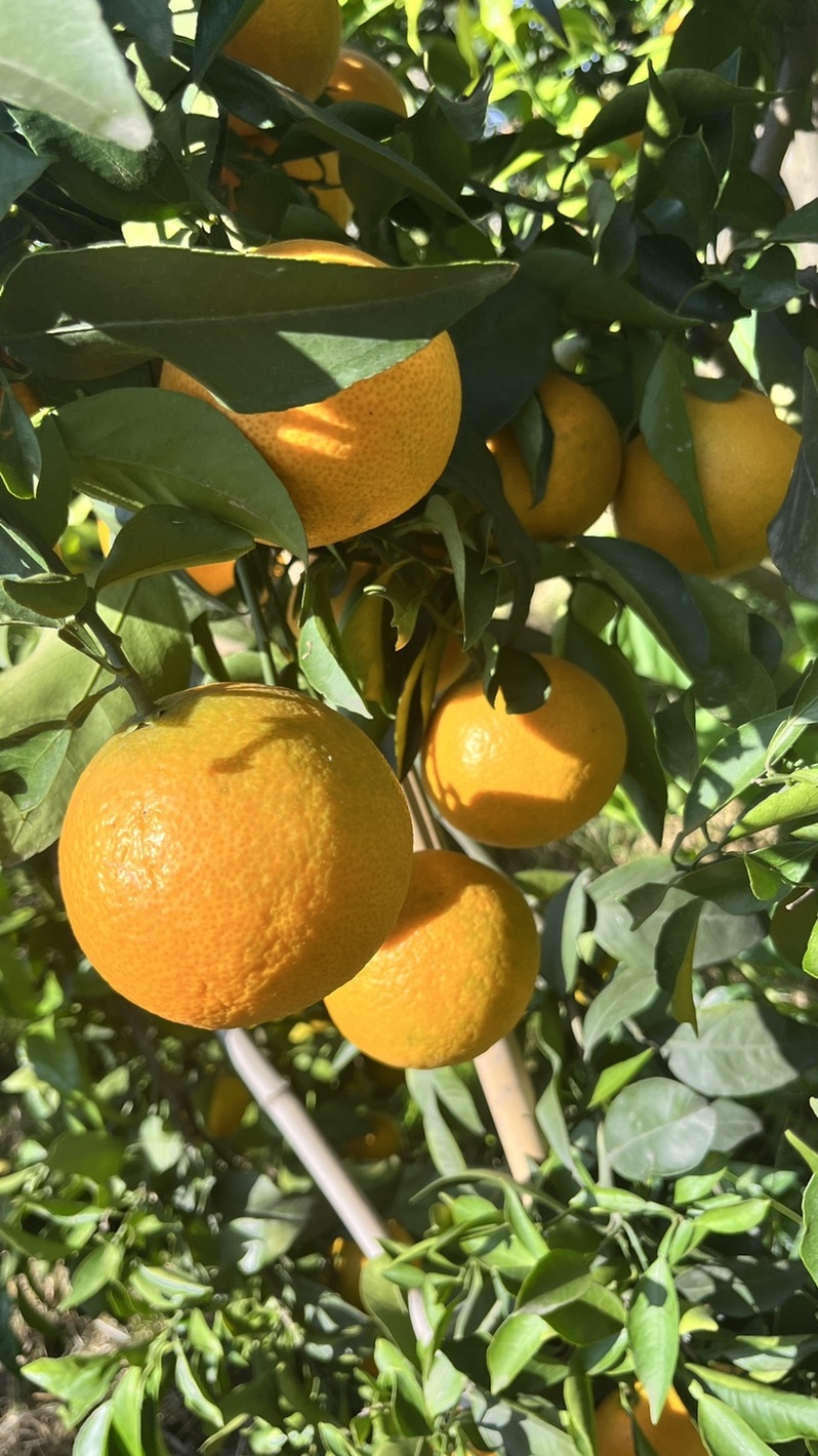 代发眉山爱媛38号果冻橙整箱包邮批发一件代发一件代发