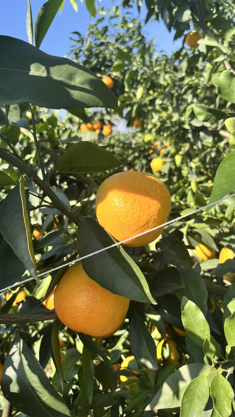 代发眉山爱媛38号果冻橙整箱包邮批发一件代发一件代发