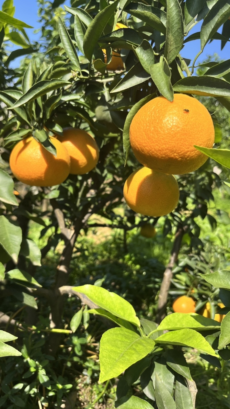 代发眉山爱媛38号果冻橙整箱包邮批发一件代发一件代发