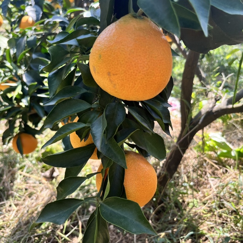 代发眉山爱媛38号果冻橙整箱包邮批发一件代发一件代发