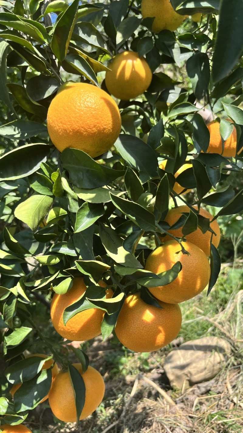 代发眉山爱媛38号果冻橙整箱包邮批发一件代发一件代发