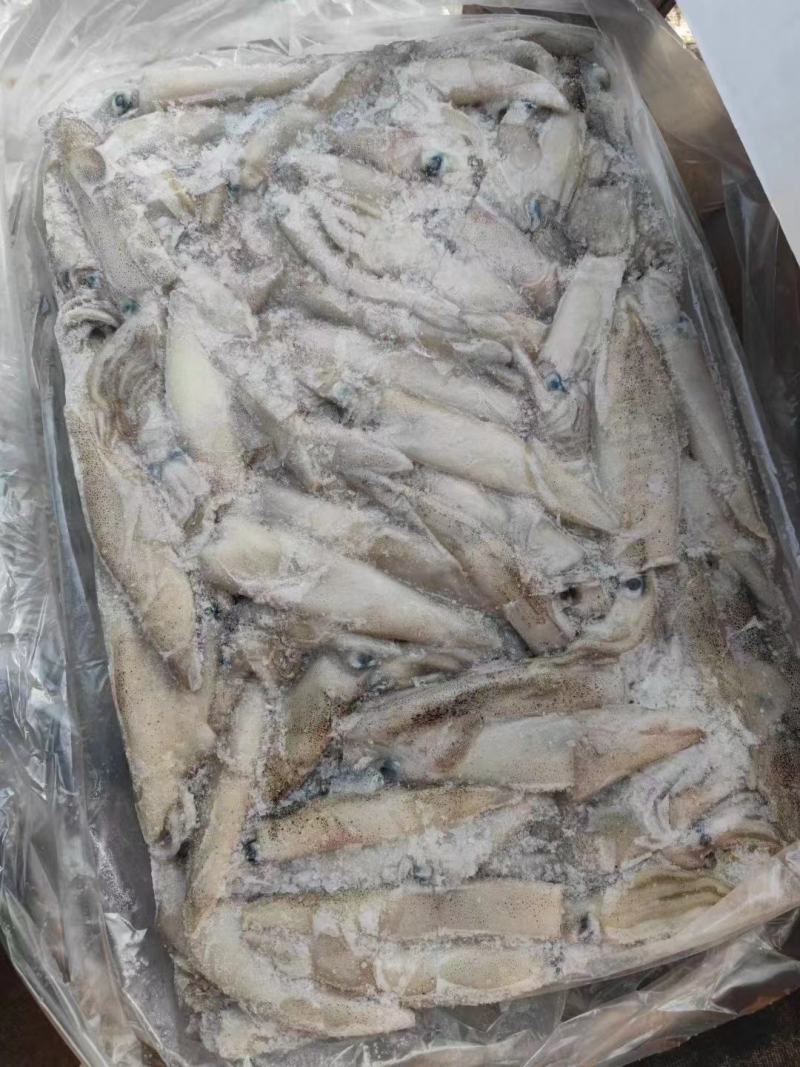 鲜活冷冻海兔子肉质软香又称笔管鱼