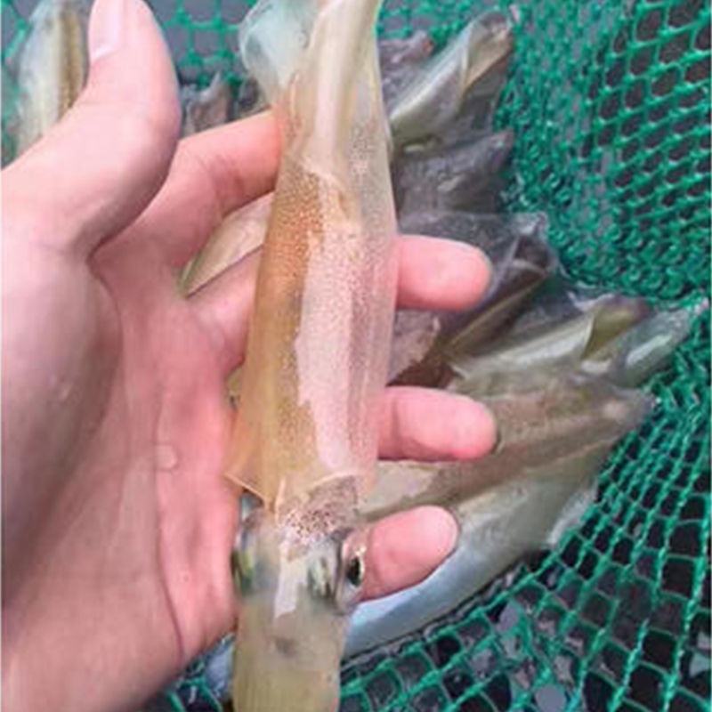 鲜活冷冻海兔子肉质软香又称笔管鱼