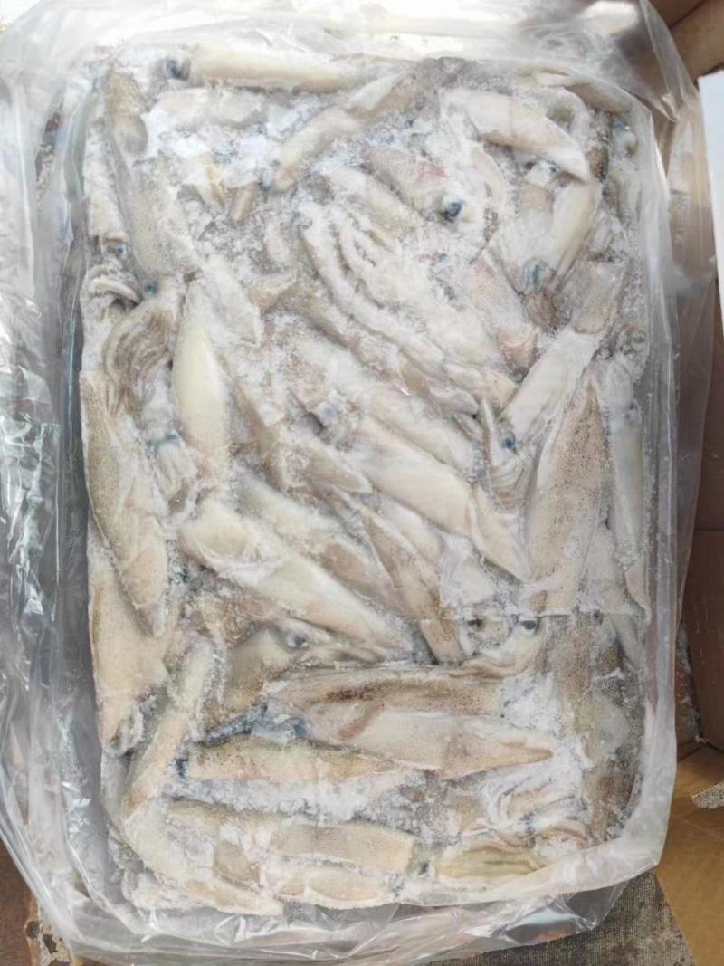 鲜活冷冻海兔子肉质软香又称笔管鱼