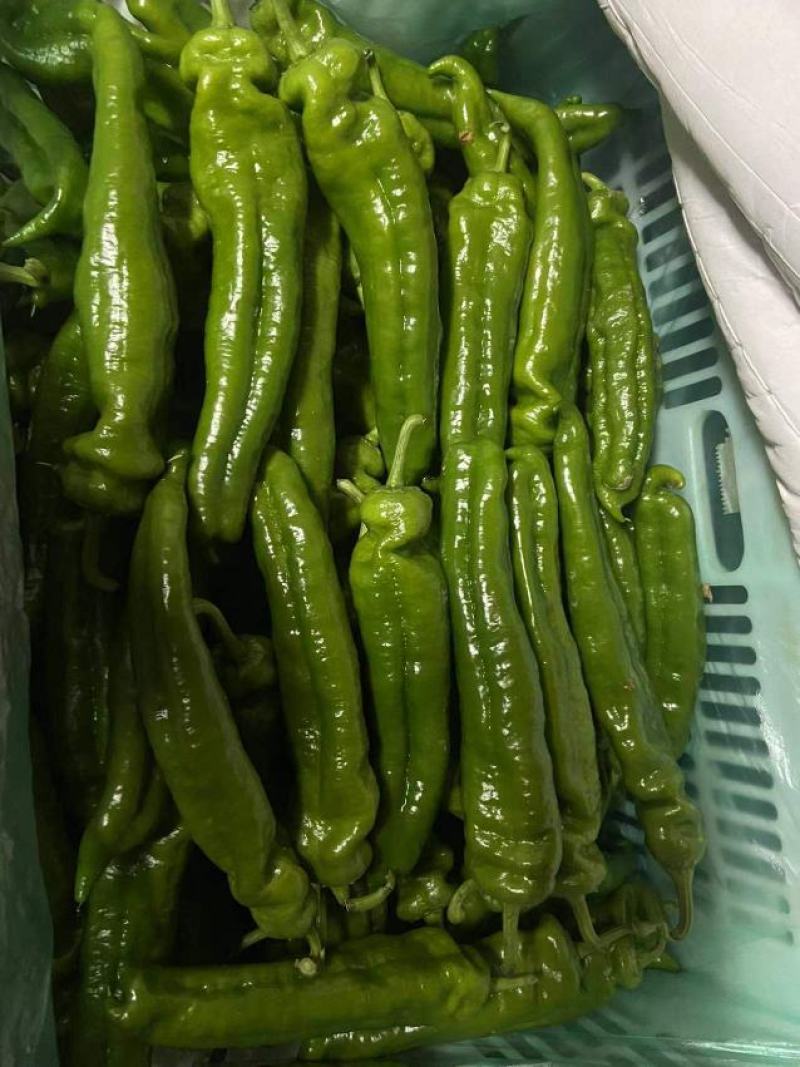 江苏辣椒产地直发，品质好，可视频看货，每天走货几万斤