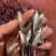 翘嘴鱼苗，快大品种，生长速度快，品质更好，养殖简单。