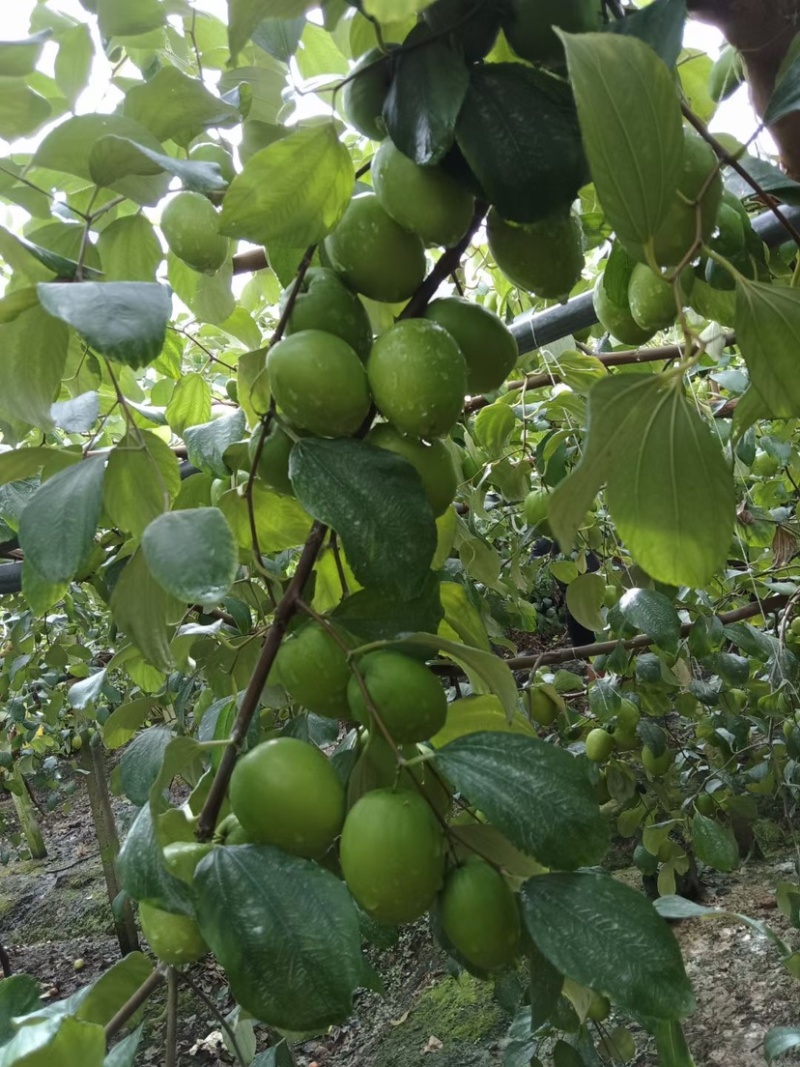 云南元谋大青枣，专业对接社区团购多多优先，坏果包赔，专业