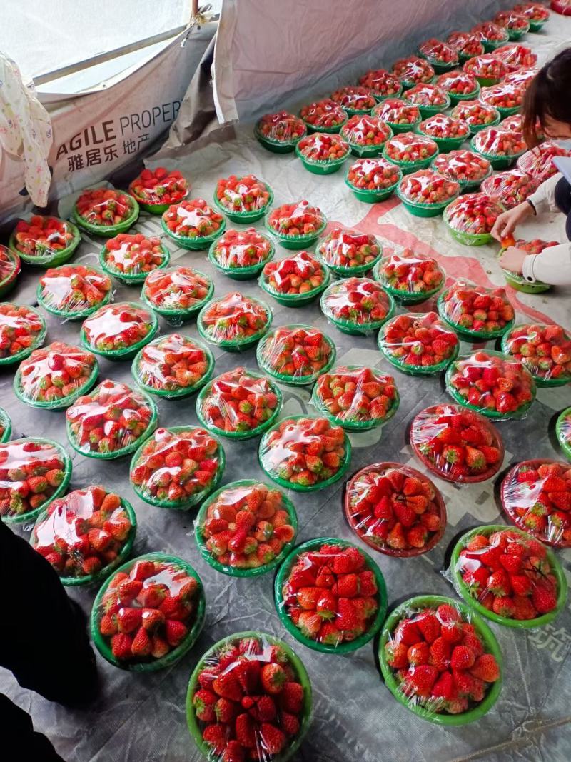 妙香草莓宁玉草莓品种多包装齐全对接各大平台商超