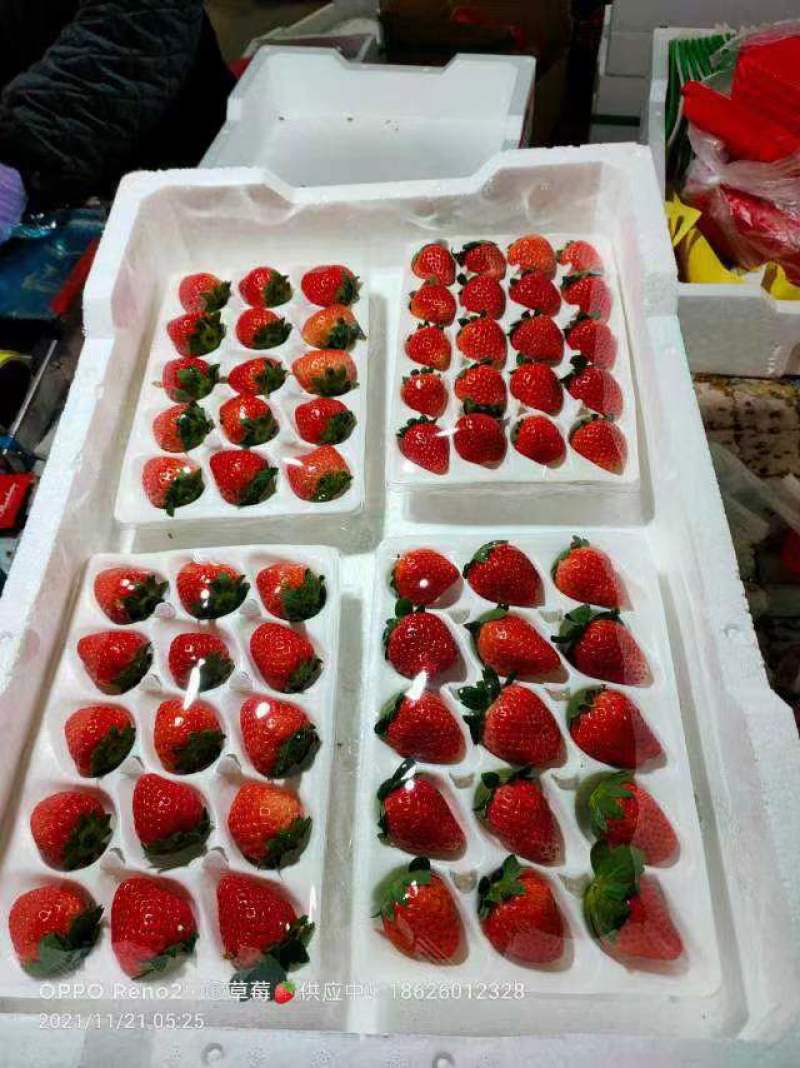 妙香草莓宁玉草莓品种多包装齐全对接各大平台商超