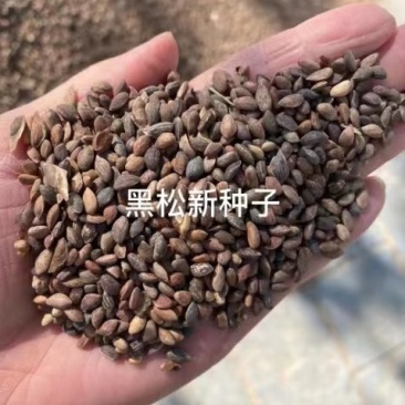 黑松种子