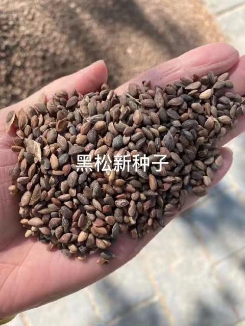 黑松种子
