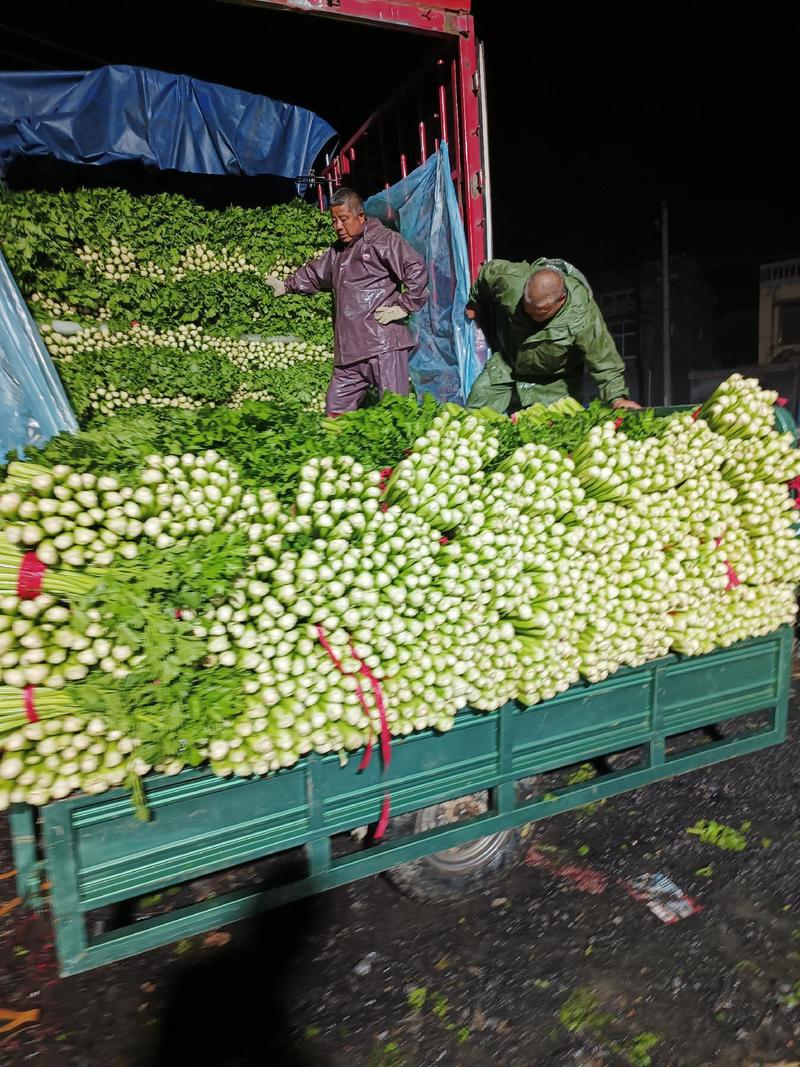 夏邑县万亩蔬菜基地大棚法国西芹大量上市精品供应