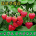 脱毒草莓苗优质草莓苗品种齐全品种保证