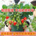 脱毒草莓苗优质草莓苗品种齐全品种保证