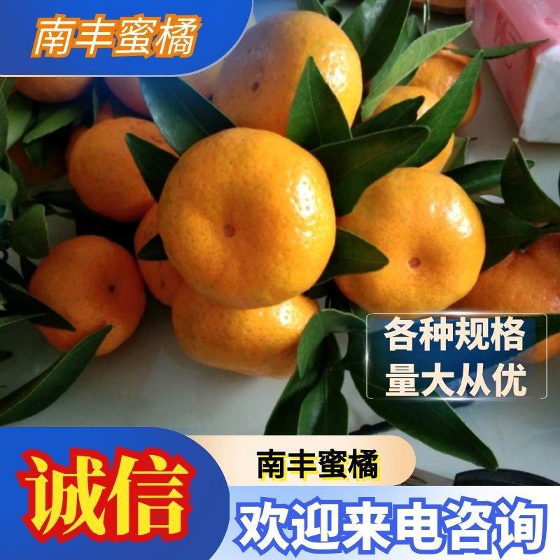🔥广西桂林市南丰蜜桔🔥柑桔上市品质齐全，价格优惠