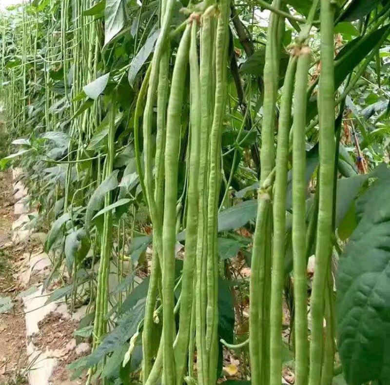 欧兰德荚多多3号豇豆种子春夏秋季抗热豆角种籽高产四季蔬菜