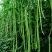 欧兰德荚多多3号豇豆种子春夏秋季抗热豆角种籽高产四季蔬菜