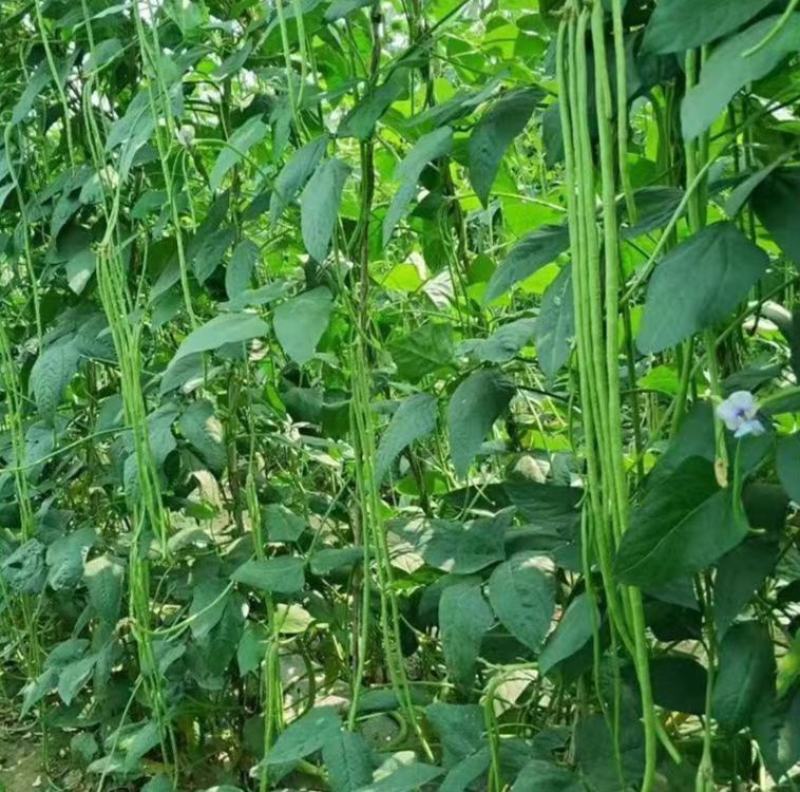 欧兰德荚多多3号豇豆种子春夏秋季抗热豆角种籽高产四季蔬菜