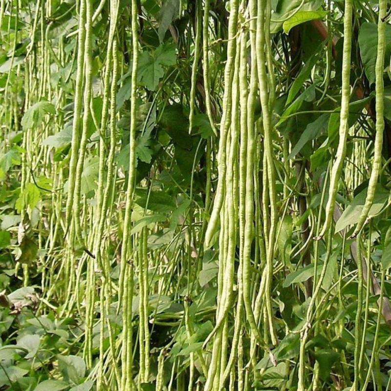 欧兰德荚多多3号豇豆种子春夏秋季抗热豆角种籽高产四季蔬菜