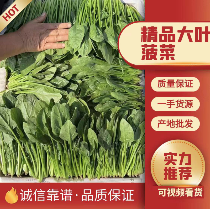 【实力推荐】专业供应三排到两排泡沫箱菠菜，打捆的菠菜