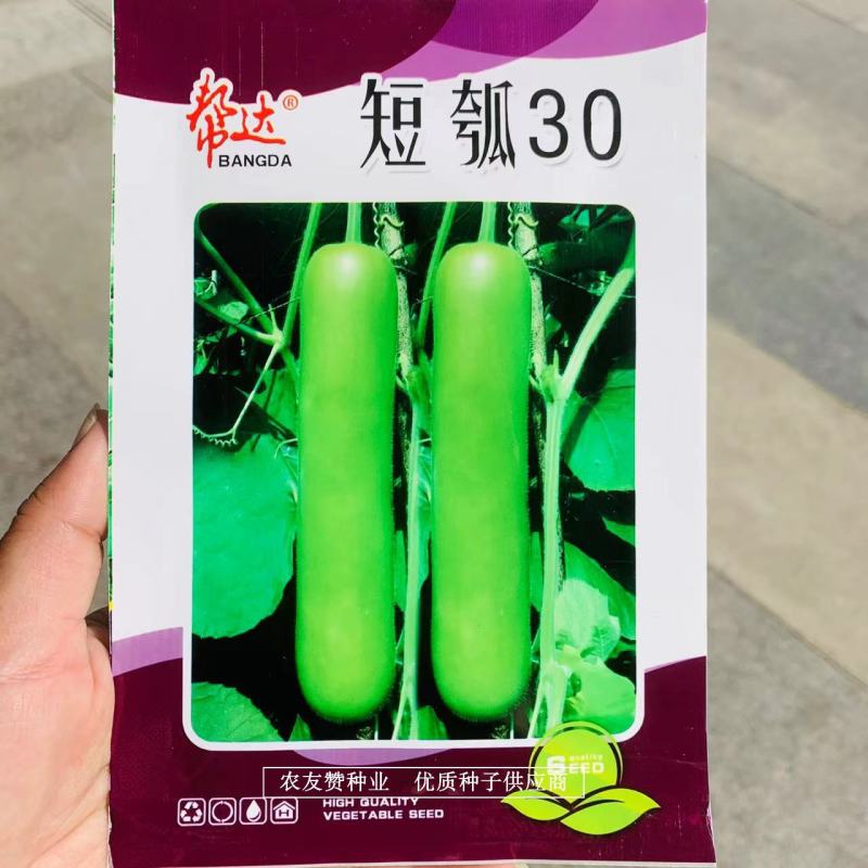 帮达短瓠30瓠子瓜种子短棒形瓠子种子小菜园蔬菜种子