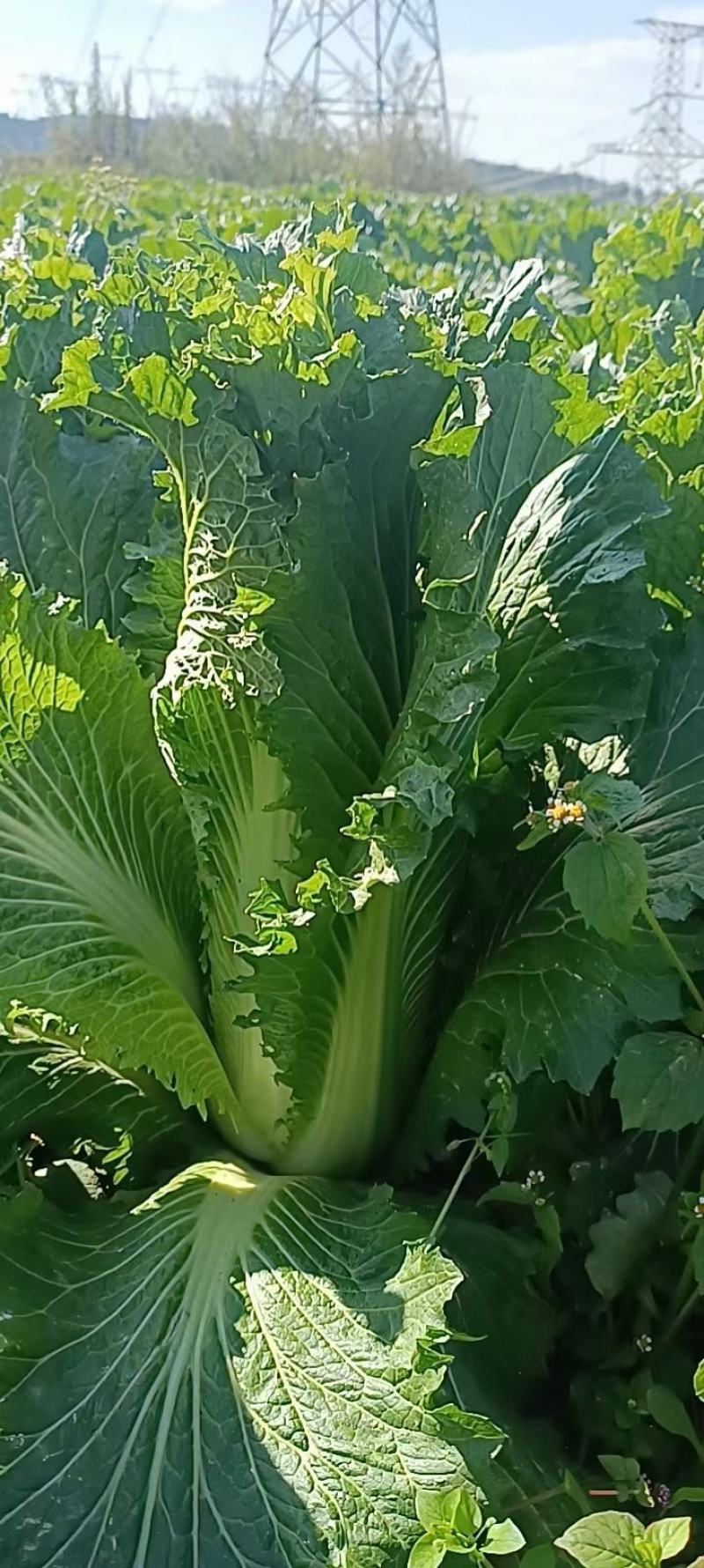 云南长筒白菜，绍菜，长年有货，支持各种车型