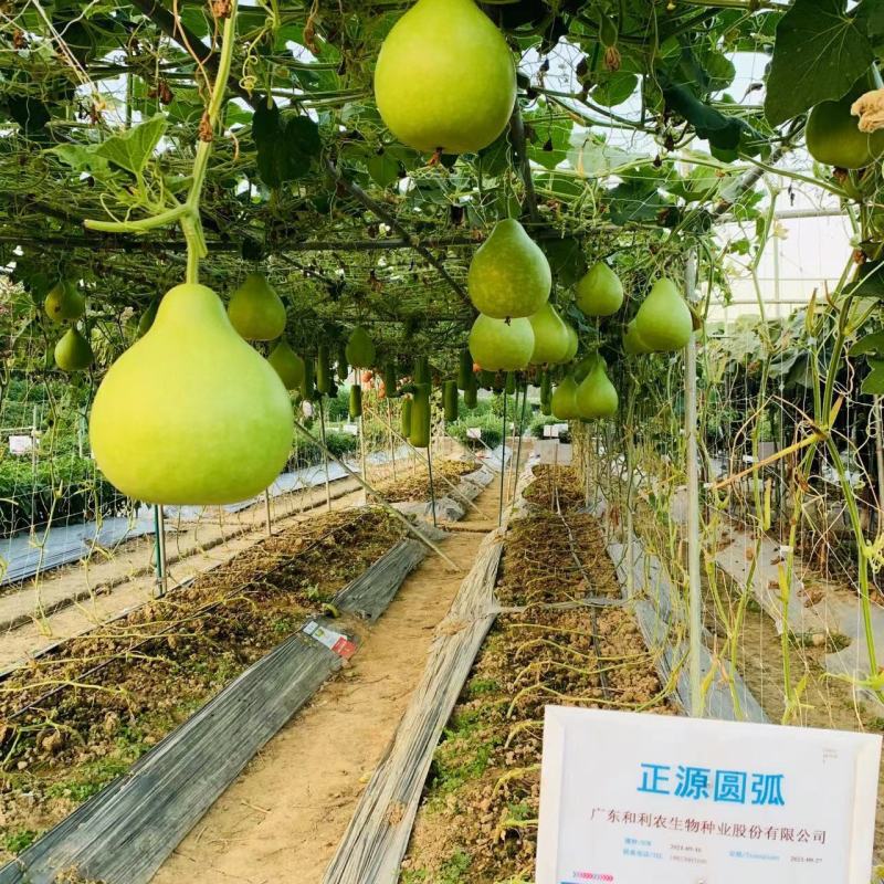 正源圆瓠瓜种子杂交一代品种油青翠绿质优味甜瓠子瓜种子