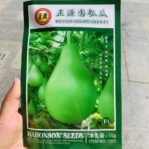正源圆瓠瓜种子杂交一代品种油青翠绿质优味甜瓠子瓜种子