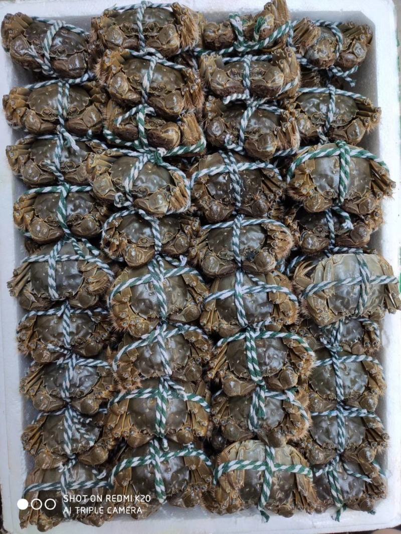 大母蟹-3母4母5母洪湖大闸蟹精品蟹毛蟹一手货源产地直供