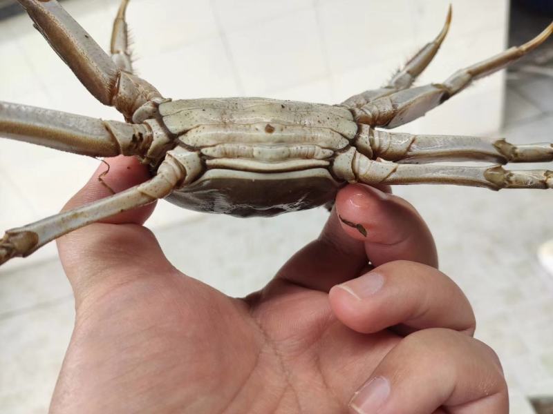 大母蟹-3母4母5母洪湖大闸蟹精品蟹毛蟹一手货源产地直供