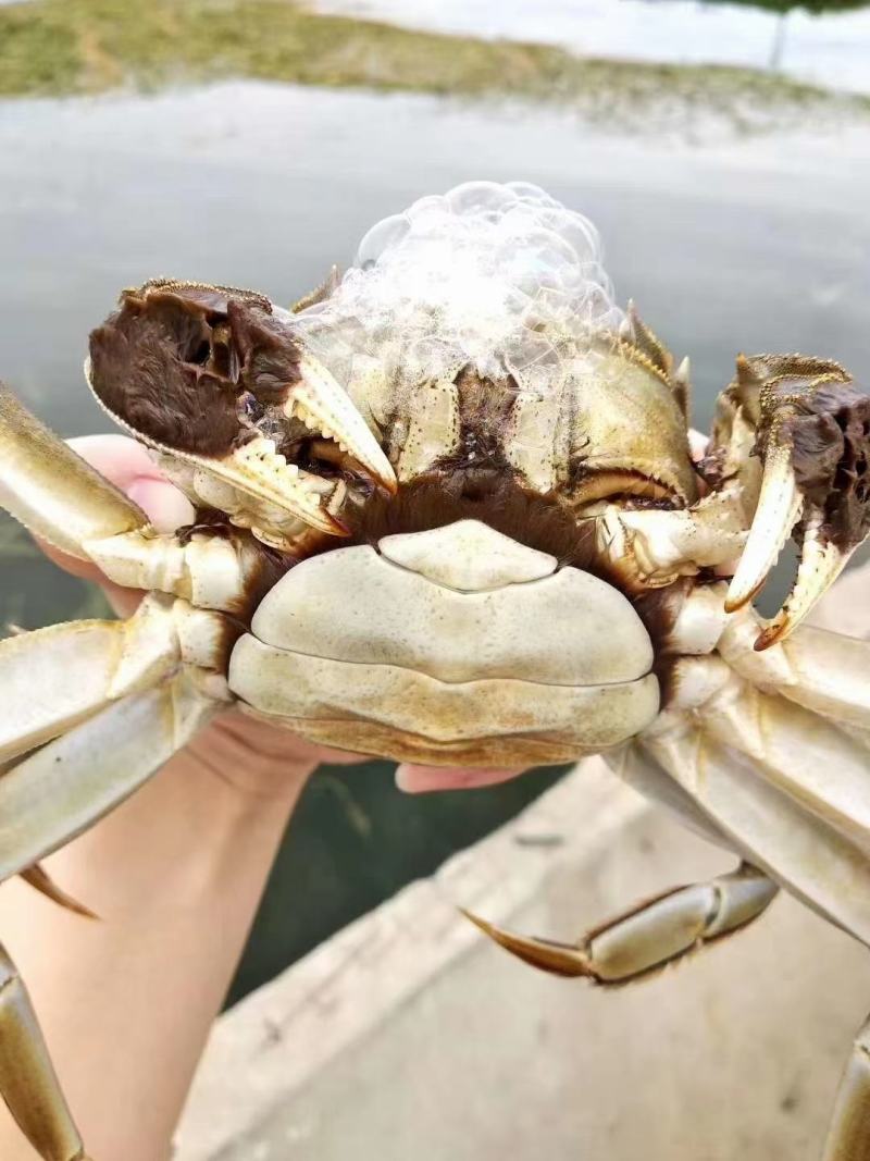 大母蟹-3母4母5母洪湖大闸蟹精品蟹毛蟹一手货源产地直供
