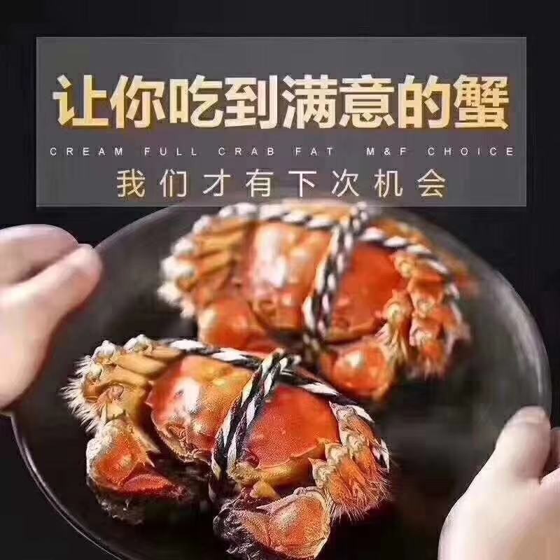 大母蟹-3母4母5母洪湖大闸蟹精品蟹毛蟹一手货源产地直供