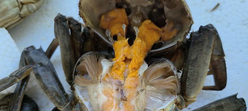 大母蟹-3母4母5母洪湖大闸蟹精品蟹毛蟹一手货源产地直供
