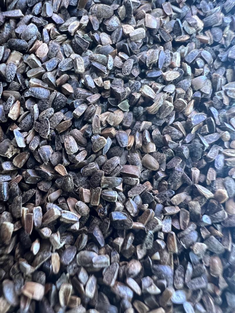 茺蔚子中药材，品质有保证，量大从优欢迎进店选购