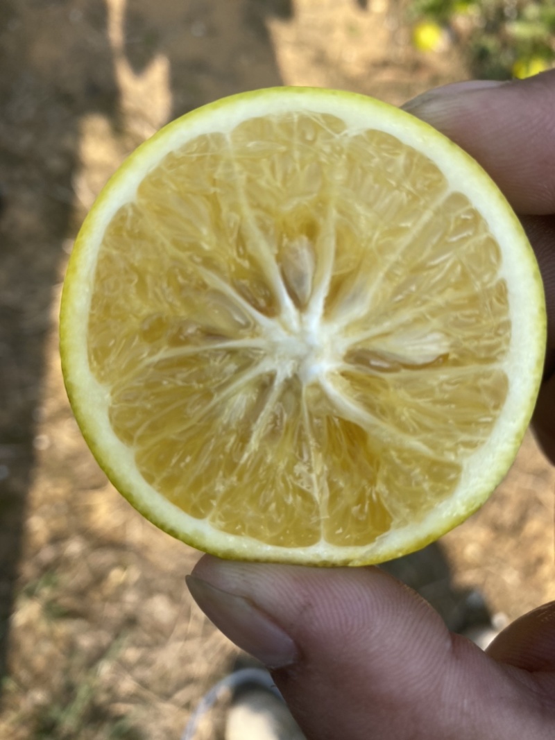 红江橙60起步