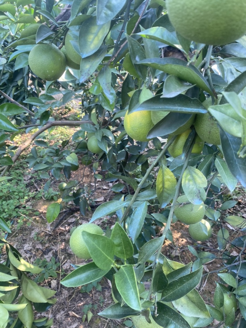 红江橙60起步