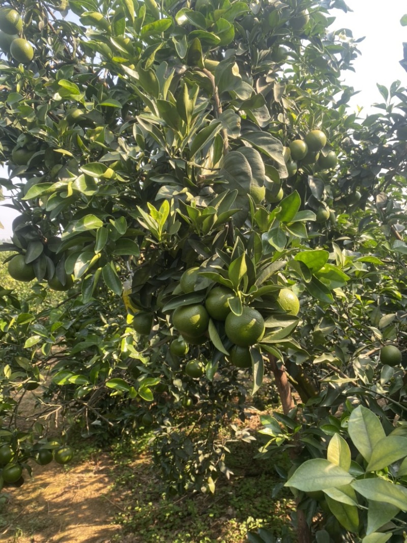 红江橙60起步