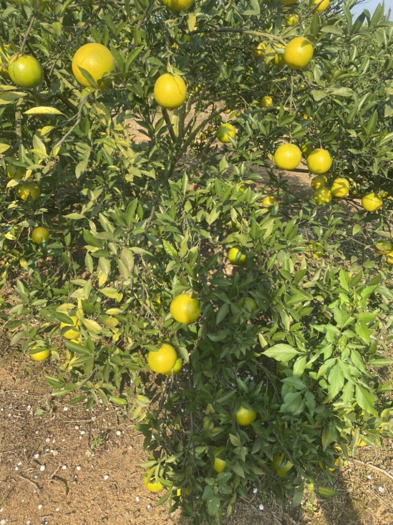 红江橙60起步