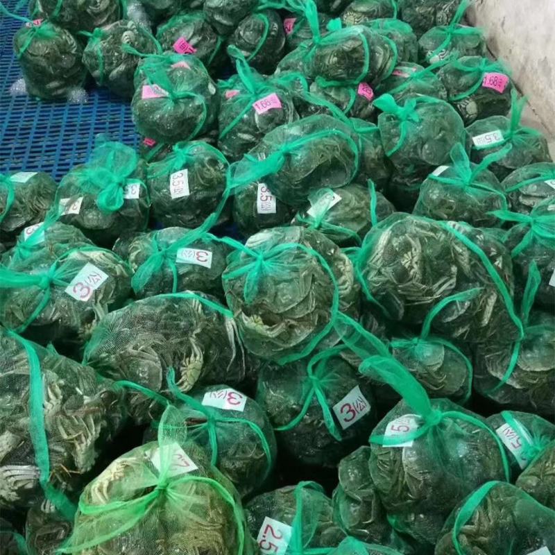 大母蟹-3母4母5母洪湖大闸蟹精品蟹毛蟹一手货源产地直供