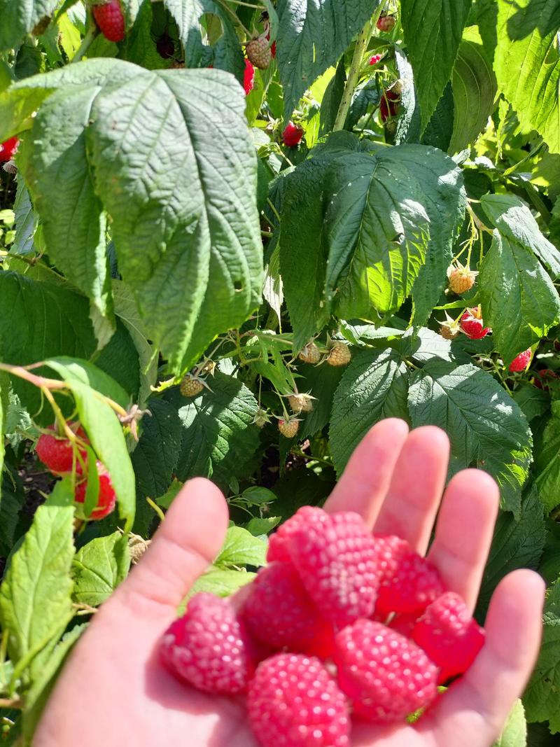 双季树莓苗红树莓苗适合大面积种植品种优良受欢迎