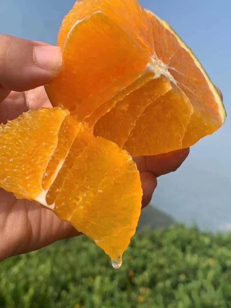 【实力】夏橙量大从优果园直采稳定货源可视频看货