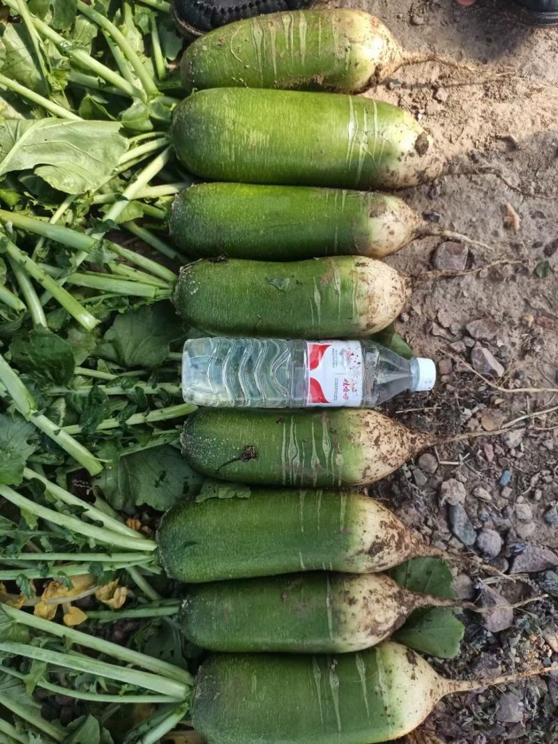 优质陆地红萝卜，水果萝卜，大量上市，全国发货，价格美丽。